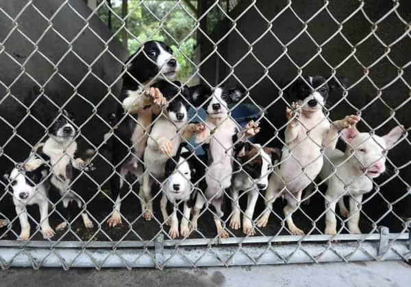 WaitingForAdoption